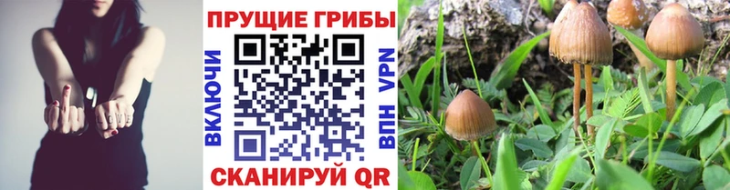 Псилоцибиновые грибы Psilocybine cubensis  Купить  Шелехов 